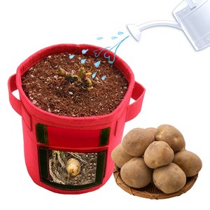 (HOL)감자 키우기 식물 기르기 체험 관찰 학습