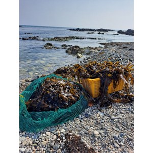 자연산 돌미역 해녀 미역 산모미역 동해안 구룡포 돌미역, 500g 진공포장 1+1, 500g, 1개