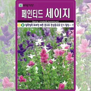 아람종묘 페인티드 세이지 씨앗 100립 세이지씨 허브 종자, 1개