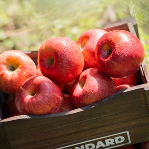 산지직송 경북 꿀 사과 햇 부사 가정용 실중량 3kg, 1박스, 소과(약한기스) 실중량 3kg