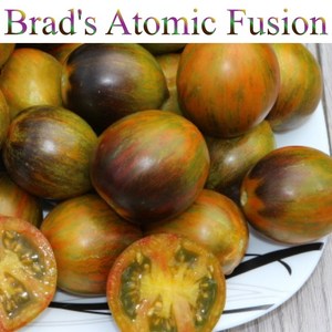 아토믹 퓨전 Atomic Fusion 방울토마토 달콤한 희귀토마토 교육체험용 세트, 1개