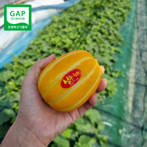 [당일배송] 성주 초고당도 가정용 선물용 꿀벌 햇 참외 못난이 참외 2kg 3kg 5kg 10kg 대과 로얄과, 선물용 5kg 로얄과(12~18과)