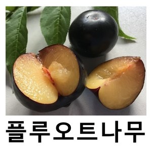 플루오트나무 묘목 플라보로사 접목1년 2주묶음, 1개