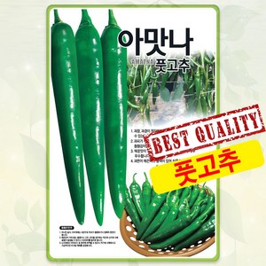 풋고추 씨앗 100립 아맛나 고추 종자 씨 오이고추 봄 여름 가을 고추씨 KN, 1개