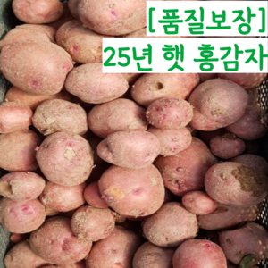 [산지직송] 25년 국내산 햇 홍감자 카스테라감자 빨간감자 자색감자, 1개, 소 5kg