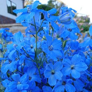 델피늄 치어블루(종자 꽃씨앗 / 10립)Delphinium Cheer Blue, 1개