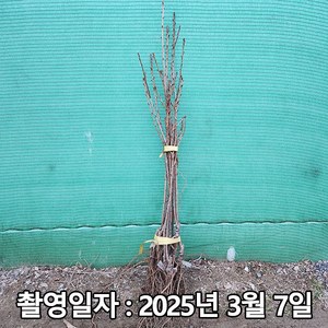 착한가격 나무생각 / 겹벚나무 / 접목1년 / 1등묘, 1개