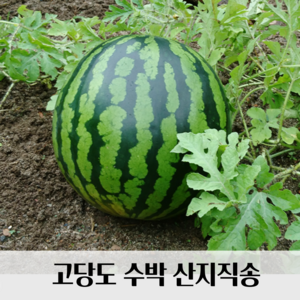 [파격특가] 고당도 수박 꿀수박 산지직송, 1개, 5kg이상