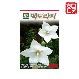 슈퍼도라지 1000립 24년 도라지씨앗 도라지종자 민속채소씨앗, 1개