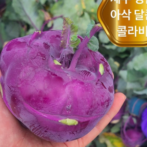 <가람> 제주 아삭달콤한 제철 콜라비, 1개, 10kg