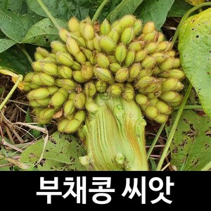 부채콩 씨앗 토종 콩 종자 재래종 화초콩 나물콩 30알, 1개