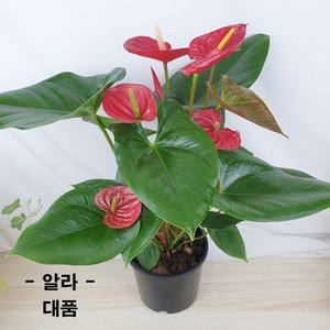 플라워앤곰 안시리움 꽃화분 대품 레드 핑크 보라, 1개, L01_알라(적색)