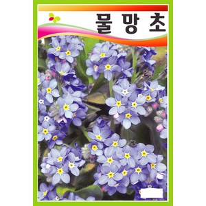 씨앗] 제라늄 핀토 바이올렛 5립, 11. 물망초   150립, 1개