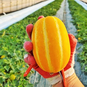 성주 참들농원[농장직송] 성주참외 가정용 못난이 과일 소과 중과 선물용 특정품 택1 1.5kg 2.5kg 5kg 10kg, 못난이 혼합, 1개