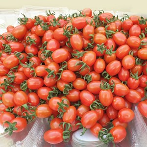 [아침마당] 대추방울토마토 2KG 2개 구매 시 1KG추가! 총 5KG배송, 2kg (대과), 1개