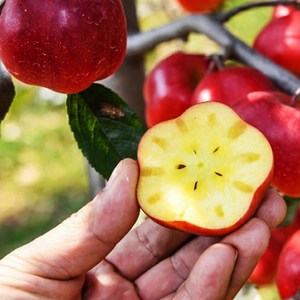 영주 별사과 미니사과 1kg 햇사과 가정용 선물용, 1개, 별사과_가정용_1kg (16과내외)