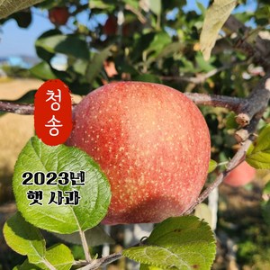 [산지직송 당도선별] 햇사과 청송 꿀 사과 2kg 3kg 5kg 10kg 중과 [정품 가정용], 03. 가정용 5kg, 1개