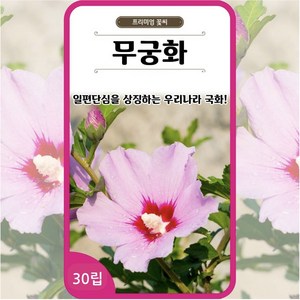 무궁화 씨앗 30립 꽃씨 몰 다년생 샤론의 장미 Rose of Shaon seed, 1개