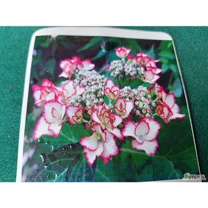 산내들농장 수국(러브유키스)-소품, 1개