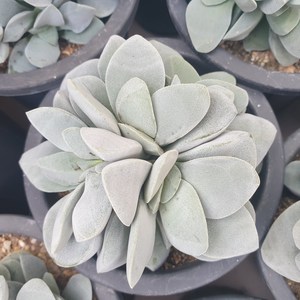 [수암다육] 모건뷰티 랜덤발송 Crassula 'Morgan's Beauty' 랜덤발송 다육 다육이 다육식물 514 여천회, 1개