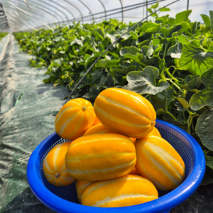 [프당마미]성주 꿀 참외 당도선별 고당도참외 소과, 1박스, 2kg