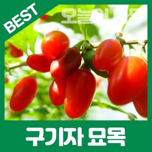 구기자나무/왕구기자나무묘목 2년생 판매 중, 왕구기자 나무묘목, 1개