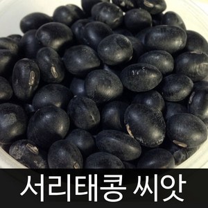 서리태콩씨앗 서리태콩 씨앗 콩 씨앗 bean seed 30g, 1개