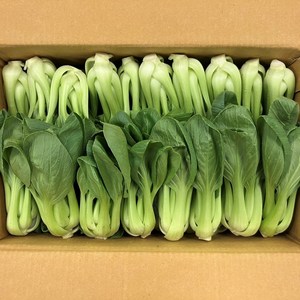 클릭마켓 국내산 청경채 2kg 마라탕 샤브샤브 용, 1개