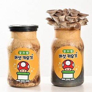 집에서 잘자람 느타리 표고 버섯 키우기 키트 1+1, 느타리버섯 1+1, 2개