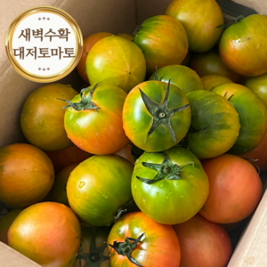 [당일수확] 단짠 대저 짭짤이 토마토, 1개, 못난이 2.5kg 혼합과