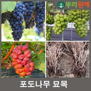 하트포도나무 마이하트 포트묘목 1개 f15