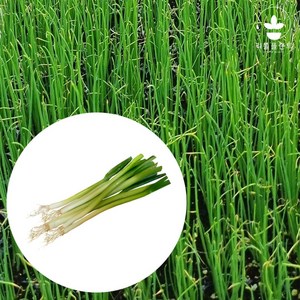 리틀플랜트 대파 흑금장파 모종 200구, 1개