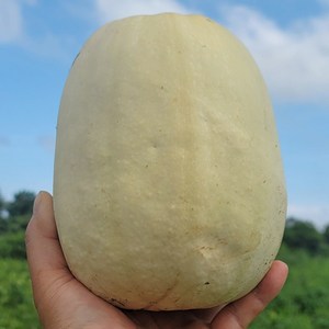 산지직송 제주 노지 햇 국수호박, 1개, 5kg(3~5개 내외)