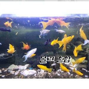 몰리 구피 혼합 5마리, 1개