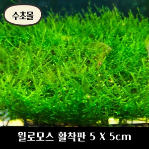 [수초몰] 윌로모스 (월로모스) 5cm X 5cm 활착판 /활착 모스 초보수초 음성수초 활착수초 활착모스 모스활착 피규어모스 화산석활착 구피 새우 수초맛집 피규어활착 피규어 모스볼, 3개, 1개