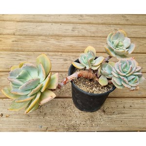 [수암다육] 백봉 단품 Echeveia cv 'Hakuhou' 다육 다육이 다육식물 Succulent 반려식물, 1개