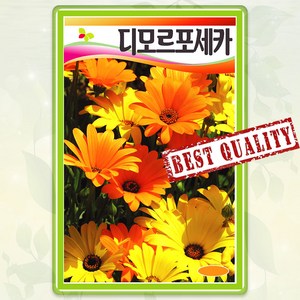 디모르포세카 씨앗 종자 100립 꽃씨 몰 봄 가을 야생화 꽃씨앗 디모르포세카씨 SG, 1개
