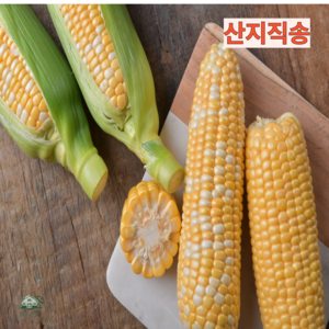 시골셋상)고당도 햇초당옥수수 당일배송 특품 중품 산지직송한정수량, 1개, 특품10개입(13~15)