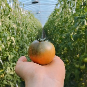 진품 인증 부산 대저 짭짤한토마토 단짠단짠 찐 토마토2.5kg 사이즈별 토마토도매가