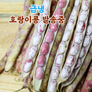 국산 햇 껍질 호랑이콩 울타리콩 밤콩 매화콩, 1개, 3kg