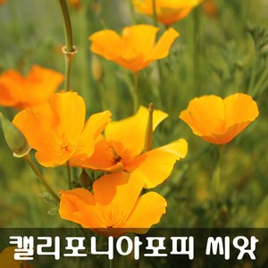 [해피플라워] 금영화 캘리포니아포피 씨앗 600립 / 봄 여름 파종 꽃씨, 1개