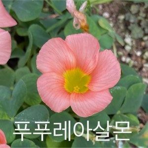 [비젼플라워] (야생화놀이터)-베란다월동-사랑초-푸푸레아살몬, 1개