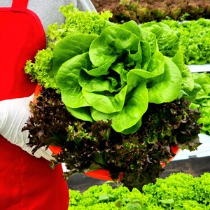 [팜플로우] 낱장 모듬쌈채소 유럽상추 5-8종 1kg 유러피안 샐러드채소 상추 유럽샐러드채소 버터헤드 로메인 쌈채소, 1박스