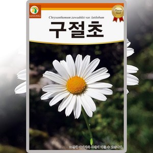 다농 구절초 씨앗 1000립 구절초 꽃씨 야생화 종자, 1개