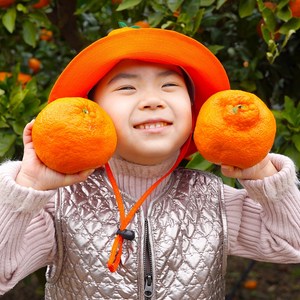 제주 서귀포 직송 브릭스 보장 최고당도 노지 한라봉 가정용, 1박스, 2.5kg(소과)