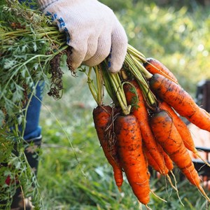 두루머리 국내산 제주 햇 흙당근 3키로, 1개, 3kg