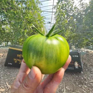 프리미엄 짭짤이 대저토마토 2.5kg 산지직송, S, 1박스