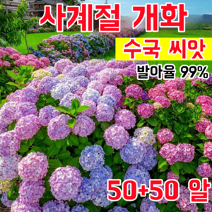 [발아율 99%] 사계절 개화 수국 씨앗 초장기 개화 대형 꽃다발 정원 베란다 초보자 친화적 재배, 100개