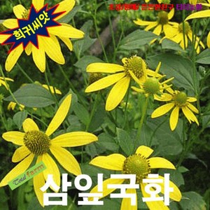 (씨앗) 어린 잎은 고급나물로 삼잎국화 10립, 1개