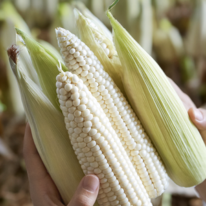 [Non-GMO] 강원도 햇 찰옥수수 삶은 냉동 찐옥수수, 18개